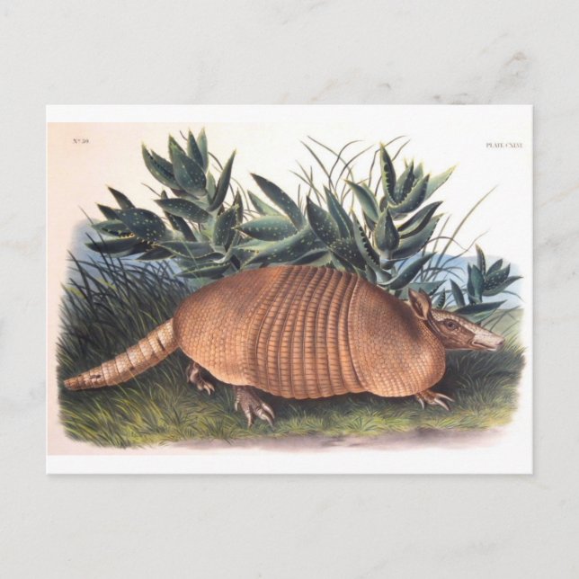 Postal Armadillo de Audubon (Anverso)