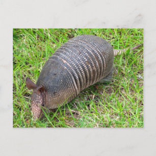 Postal Armadillo de hierba verde