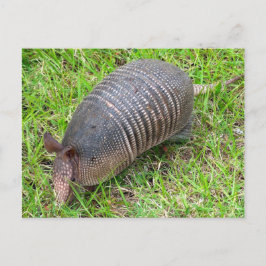 Postal Armadillo de hierba verde