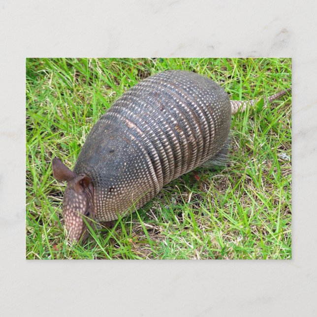 Postal Armadillo de hierba verde (Anverso)