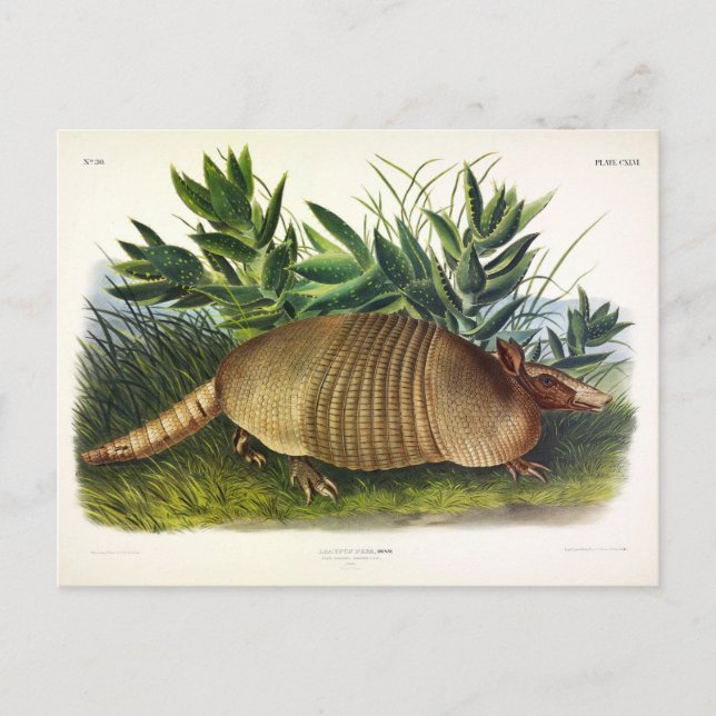 Postal Armadillo de nariz larga y nueve bandas de Audubon (Anverso)