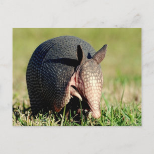Postal Armadillo de nueve bandas