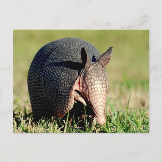 Postal Armadillo de nueve bandas (Anverso)