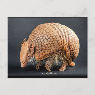 Postal Armadillo de tres bandas de La Plata