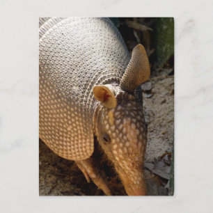 Postal Armadillo Postcard