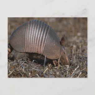 Postal Armadillo Postcard