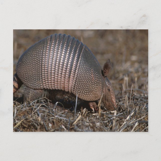 Postal Armadillo Postcard (Anverso)