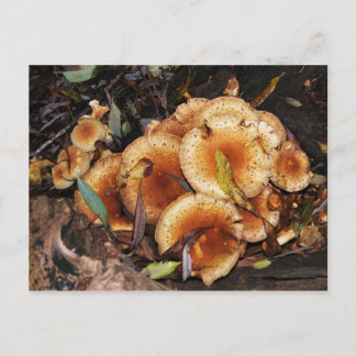 Postal Armillaria Mellea del hongo de miel