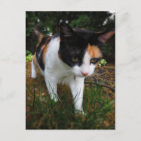 Armonía, mi gato calico