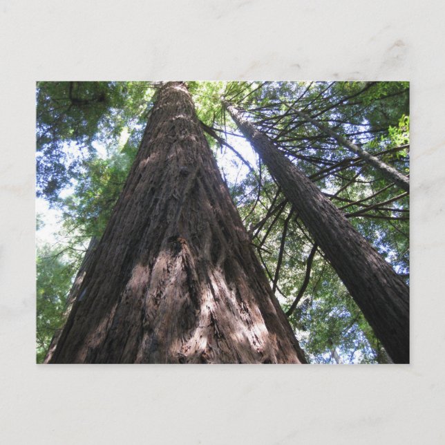 Postal Armstrong Woods, Ca. (Anverso)