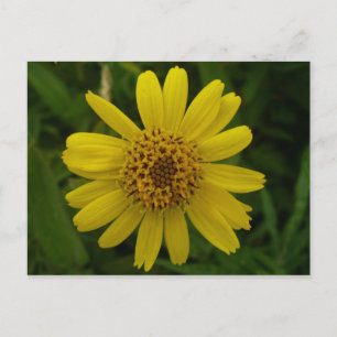 Postal Arnica Blossom, Isla Unalaska