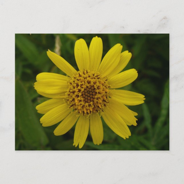 Postal Arnica Blossom, Isla Unalaska (Anverso)