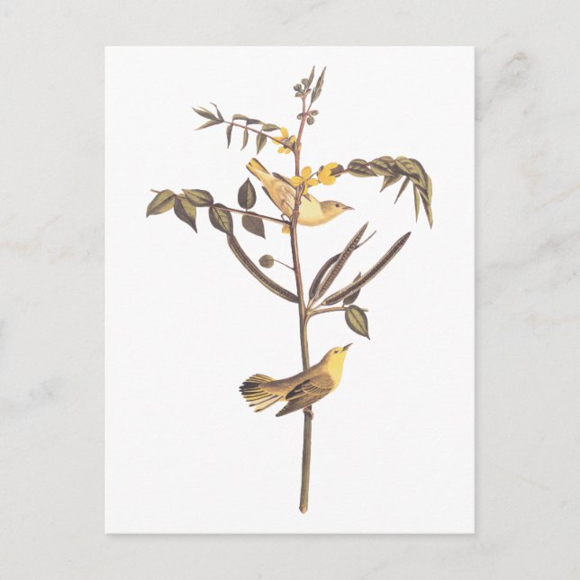 Postal Aroma Audubon (Anverso)