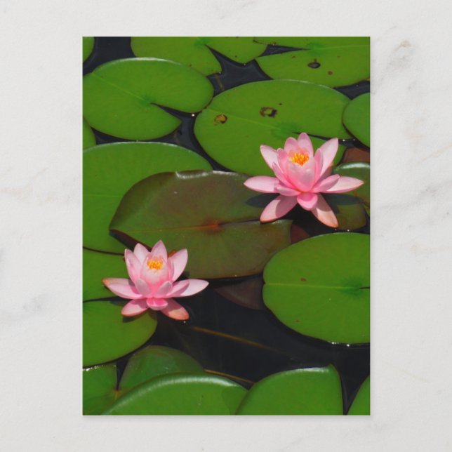Postal Aroma de flores de lirio de loto rosa, (Anverso)