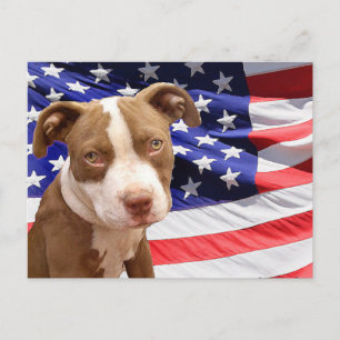 Postal Aroma de Pitbull