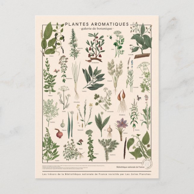 Postal aromatizas de plantantes de ilustracion (Anverso)