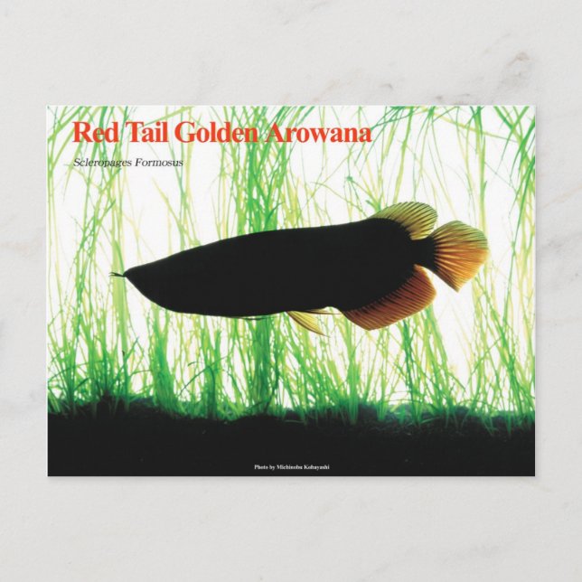 Postal Arowana asiática (Anverso)