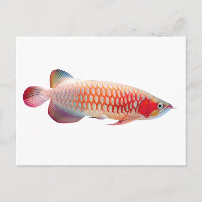 Postal Arowana superroja (Anverso)