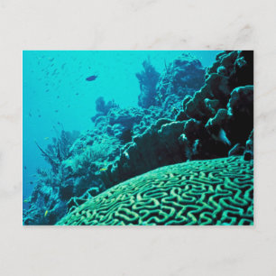 Postal Arrecife de coral