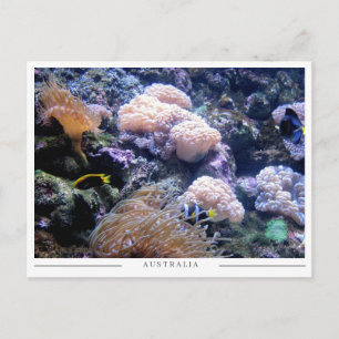 Postal Arrecife de Coral de Australia Vida Marina Subacuá