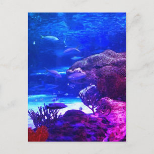 Postal Arrecife de coral personalizado