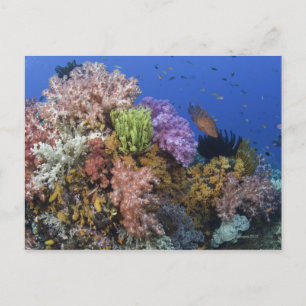 Postal Arrecife de coral, vista submarina
