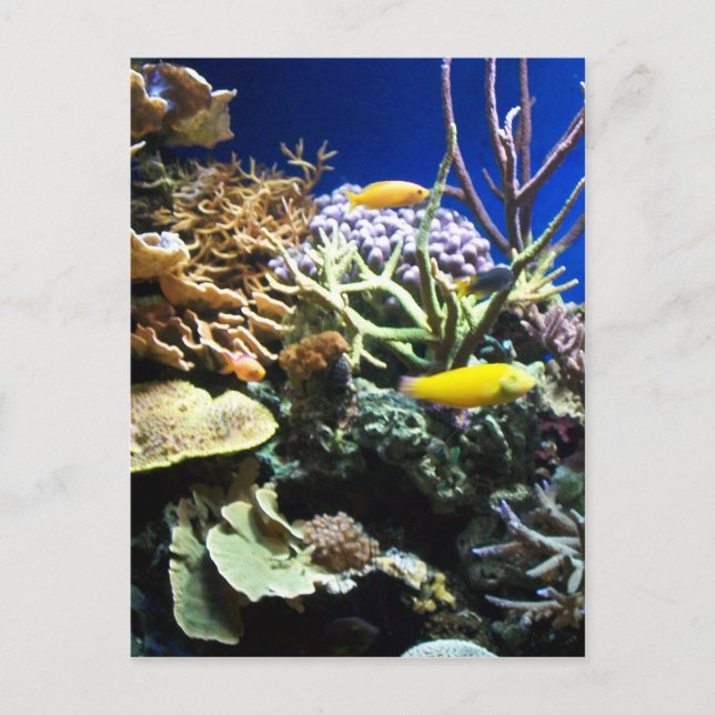 Postal Arrecife tropical 3 (Anverso)