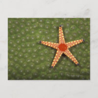 Arrecifes limpiadores con estrellas marinas comien
