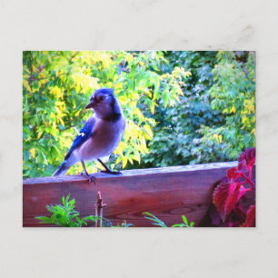 Postal Arrendajo azul norteño aves perchadoras Canadá