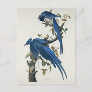 Postal Arrendajo de Columbia de Audubon Urraca de gargant