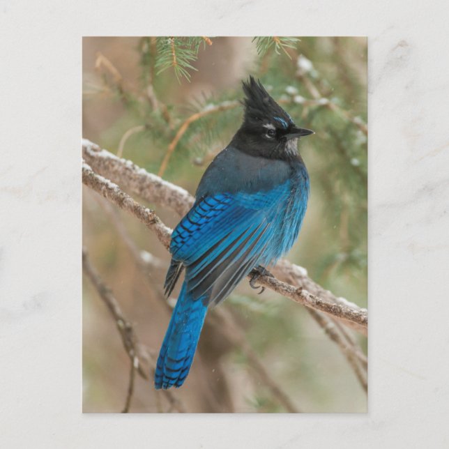 Postal arrendajo de Steller en árbol (Anverso)