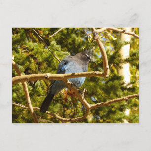Postal Arrendajo de Steller en el Parque Nacional de las 