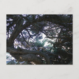 Postal Arriba a través de los árboles