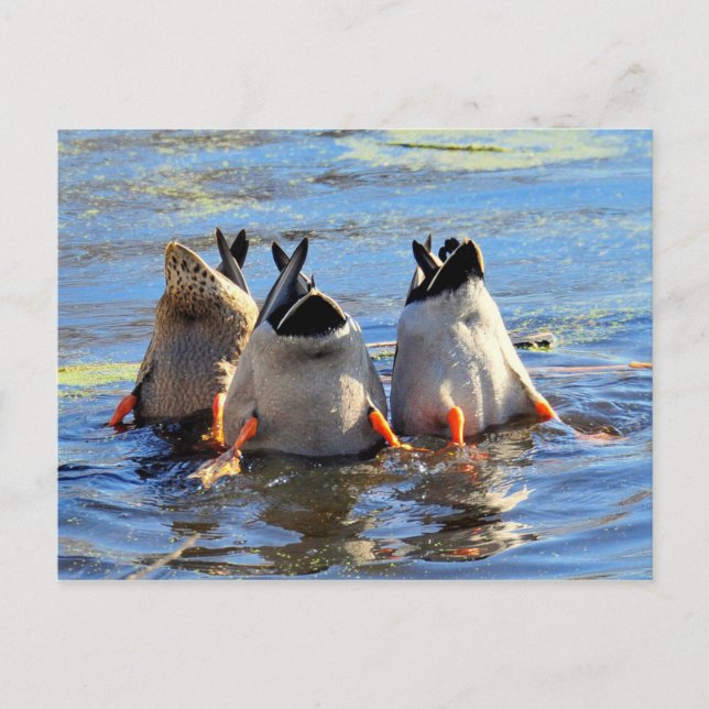 Postal ¡Arriba, abajo, al centro y pa' dentro! (Anverso)