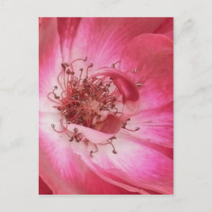 Postal Arriba cerca de la rosa rosa rosa de la cosecha