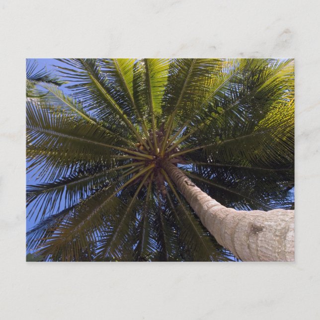 Postal arriba del árbol de coco (Anverso)