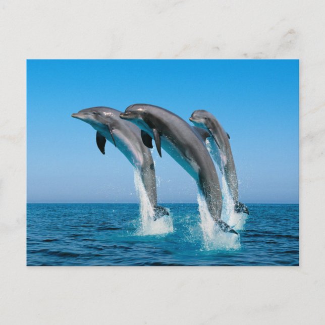 Postal Arriba Delfines (Anverso)