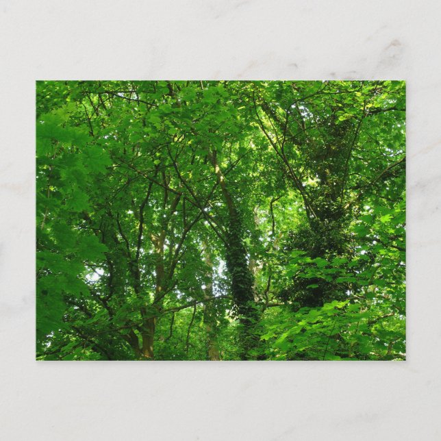 Postal Arriba en los árboles (Anverso)