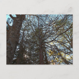 Postal Arriba por las ramas