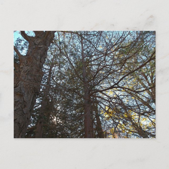 Postal Arriba por las ramas (Anverso)