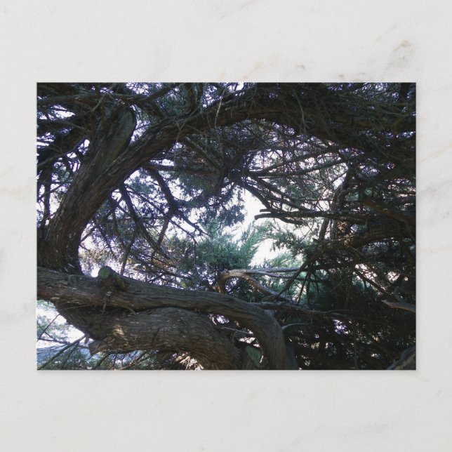 Postal Arriba por los árboles (Anverso)