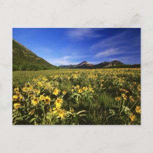 Postal Arrowleaf balsomroot cubre la praire con