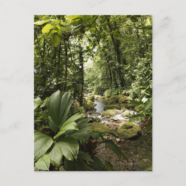 Postal arroyo en selva tropical, Dominica (Anverso)