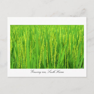 Postal Arroz en crecimiento - Corea del Sur
