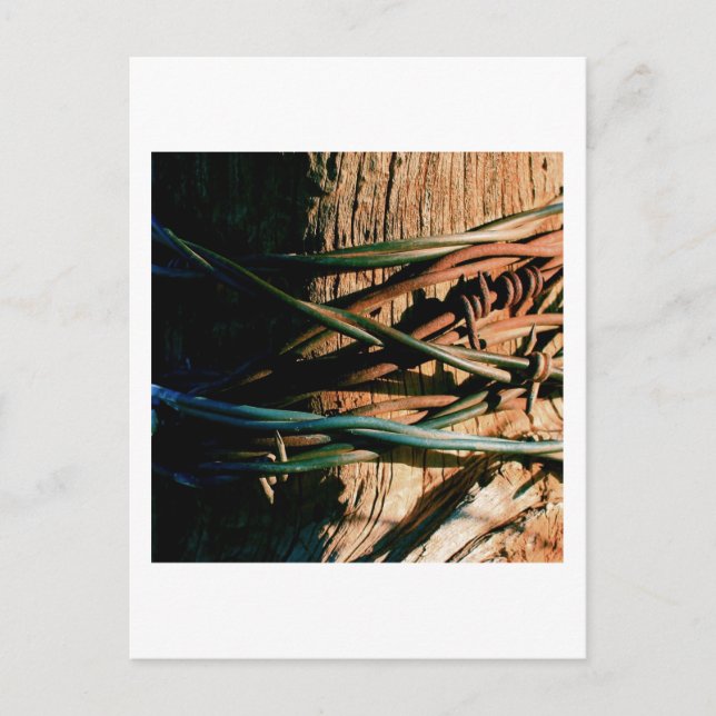 Postal Arroz y alambre de púas azul (Anverso)