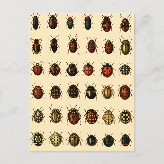 Postal Arsenal de mariquitas (Anverso)