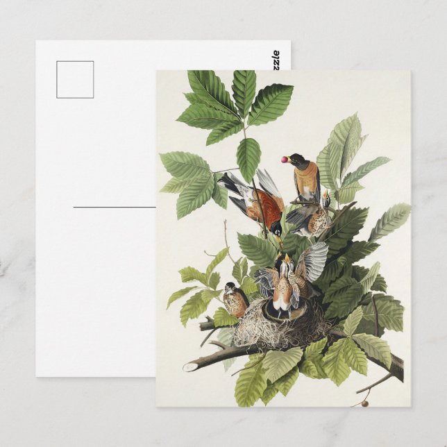 Postal Arte Antiguo Nido de Pájaro Robin Americano de Aud (Anverso / Reverso)