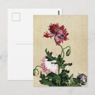 Postal Arte Botánico de Amapola Roja China Vintage
