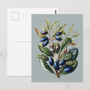 Postal Arte Botánico de Frutas Azules Vintage de Sarah Fe