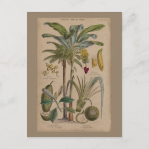 Postal Arte botánico de frutas tropicales palmo antiguo